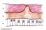 Der Außenpanzer besteht aus 5x Epidermisschichten. 4 Epidermis, 3 Endocuticula mit der inneren Chitinschicht und Proteinschicht, 2 Exocuticula, 1 Epicuticula