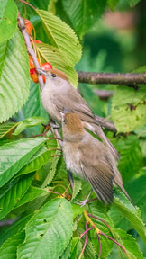 Mönchsgrasmücken im Kirschbaum. Foto: NABU/Jens Kube