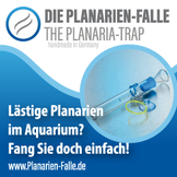 Bei einer größeren Planarien-Invasion sollte man vor einer Medikamentenbehandlung die Plagegeister vorab erst mit einer Planarienfalle einfangen.
