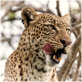 ingos-fotos, aktuelle Fotografien; Kenia, Masai Mara, Olare Motorogi, Fotosafari