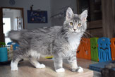 Maine Coon Mainecoon Cat Katze Big gross groß kitten