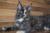 Maine Coon Mainecoon Cat Katze Big gross groß kitten