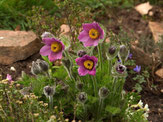 Flora