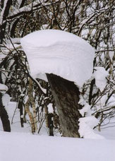 雪帽子 （半切）