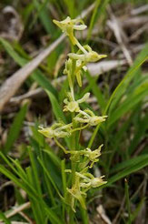 野生ラン/ヤマサギソウ苗10株 マイサギソウ（四国の野生ラン）Platanthera mandarinorum subsp