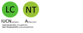 Schutzstatus des Stelzenläufers gemäß der Roten Liste der Brutvögel des IUCN, in Deutschland, Österreich und der Schweiz.