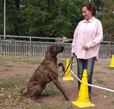 Dunkelhaarige Frau am Longierkreis mit einem größeren, braungefleckten Hund.