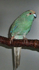Aqua   Cyanoramphus novaezelandiae (Ziegensittich)