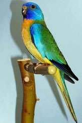 Aqua   Neophema splendida (Glanzsittich) 
