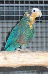 Aqua   Amazona leucocephala (Kubaamazone) 