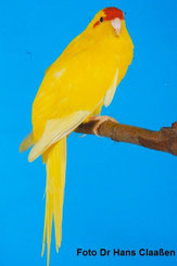 DEC (Dark Eye Clear)  Cyanoramphus novaezelandia (Ziegensittich) 