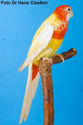 DEC (Dark Eye Clear)  Platycercus eximus (Prachtrosellasittich) 