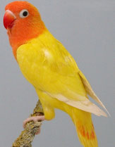DEC (Dark Eye Clear)  Agapornis lilianae (Erdbeerköpfchen)