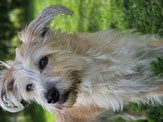 Anya Gesicht von  Anya & Co.  Schönes für den Hund