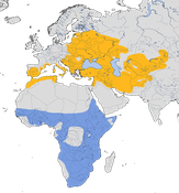 Karte zur Verbreitung der Blauracke (Coracias garrulus)