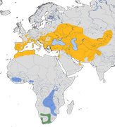 Karte zur Verbreitung der Bienenfresser (Merops apiaster)