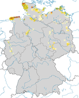 Karte zu den Brutvorkommen der Silbermöwe (Larus argentatus) in Deutschland.