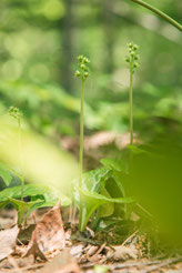 Wasserの森の植物