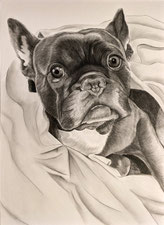 Tierportrait professionell und günstig ab 45 Euro zeichnen lassen von Kunst meiner Seele, Tierportrait als Bleistiftzeichnung nach Fotovorlage und gerne mit Schriftzug oder kleinen Abweichungen vom Foto nach Kundenwunsch sind immer möglich