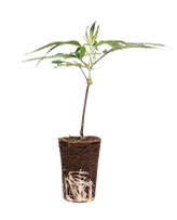 CBD STECKLINGE