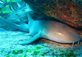 Requin, long, partie avant aplatie, couleur brun-gris, petits yeux blanc, museau, 2 barbillons