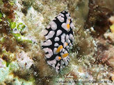 nudibranche verruqueux, rhinophores jaunes,  noir à  tubercules blancs, partie médiane tachée de jaune-orangé 