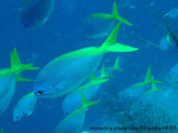 Poisson, fuselé, bleu-grisâtre, arrière dos et queue jaune, tête,lignes bleues