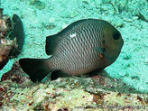 poisson, comprimé, front haut, gris tête verdâtre, dos, tache blanche