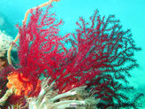 gorgone, buissonnante, rouge-violacé, branches fines, polypes, 8 tentacules pennés centre blanc
