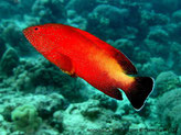 mérou, couleur beige-jaunâtre à rouge vif ou marbré, tête et bas du corps, points bleus cerclés de sombre, nageoires sombre bord liseré bleu
