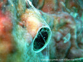 tube incrusté dans le substrat, disque corné, filaments