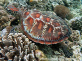 tortue