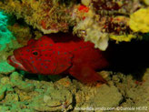 Poisson, rouge, points et tirets bleus