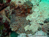 corail dur, plaque épaisse, bordure en lame, brun-orangé, corallites blanches