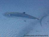 Poisson, fuselé, argenté, dos noir irisé, ligne latérale, brusque descente niveau 2ème nageoire dorsale, pinnules