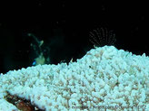bernacle, corolle de cirrhes, mouvement rapide, entrant et sortant du corail