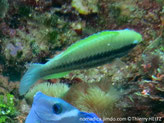 Poisson, allongé, verdâtre, flancs, 2 bandes sombres