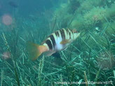 poisson, allongé, comprimé, ventre proéminent, taché de blanc-bleuté, corps crème, bandes fines puis larges, brun-foncé, tête , dessus motif lignes aspect écriture