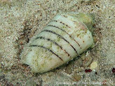 coquillage, blanc, lignes noires transversales, forme évasée, dernières spires serrées
