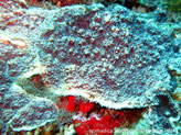 corail dur, plaque encroûtante, surface pustuleuse, 