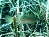 poisson, allongé, tête, front fuyant, couleur verdâtre à brune, motif de points crèmes 