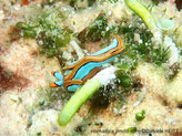 Limace de mer, bleu, liseré noir, bordée de orange