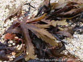 algue brune, feuille allongée, plate, divisée en plusieurs lames, bordure en dents de scie