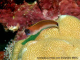 poisson, allongé, corps brun-caramel, ventre blanc, tête bleue, pédoncule caudal, tache noire