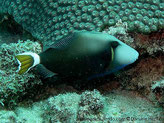 poisson, ovale, gorge bleue, queue jaunâtre pédoncule bande blanche