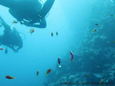 Dahab - Bleu hole, El Bells 2022 01 03 