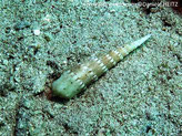 Escargot de mer, allongé, spiralé, terminaison effilée, spirales crénelée, couleur brun pâle, points bruns