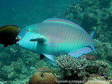 poisson perroquet, front bombé, gorge bleu clair