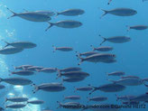 Poisson, fuselé, bleu verdâtre, ventre pâle rosé, queue, terminaisons noires à rougeâtres