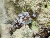 poisson scorpion, petit, brun points blancs et taches blanches irrégulières, gros yeux